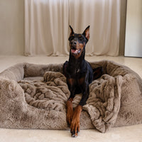 The Lola Pet Bundle